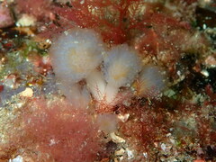 Aplidium punctum