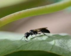 Pemphredoninae