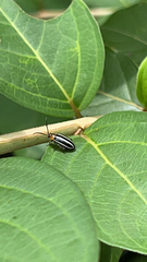 Disonycha glabrata