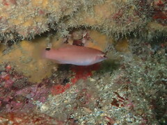 Ctenolabrus rupestris