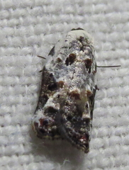 Acleris nivisellana