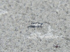 Habroscelimorpha dorsalis