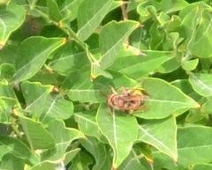 Vespa crabro
