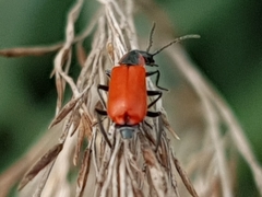 Anthocomus rufus