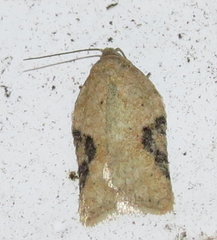 Acleris subnivana