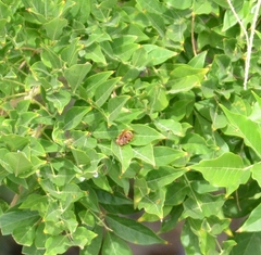 Vespa crabro