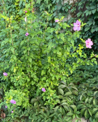 Hibiscus syriacus