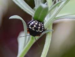 Nezara viridula