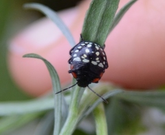Nezara viridula