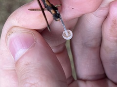 Tetrapyrgos nigripes