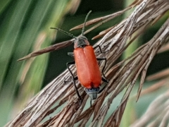 Anthocomus rufus