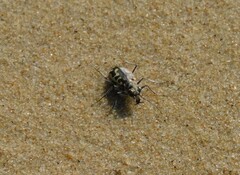 Cicindela hirticollis