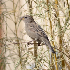 Passer domesticus