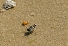 Cicindela hirticollis