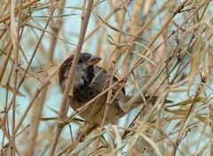Passer domesticus