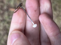 Tetrapyrgos nigripes