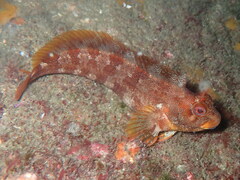 Parablennius gattorugine