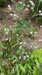 Euphorbia corollata