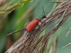 Anthocomus rufus