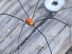 Leiobunum limbatum