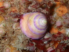 Calliostoma zizyphinum