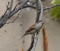 Passer domesticus
