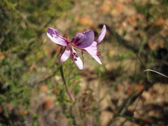 Pelargonium multicaule