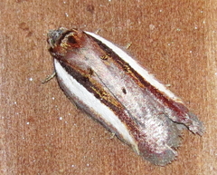 Acleris celiana
