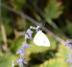 Pieris