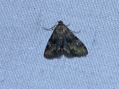 Elophila obliteralis