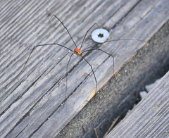 Leiobunum limbatum