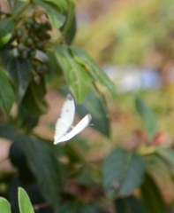 Pieris