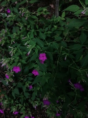 Mirabilis viscosa