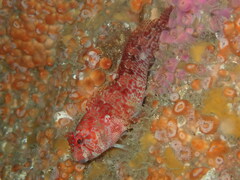 Parablennius ruber