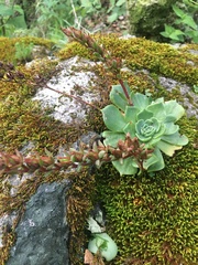 Echeveria
