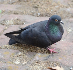 Columba livia domestica