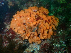 Pentapora foliacea