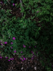 Mirabilis viscosa