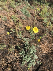 Hymenothrix dissecta