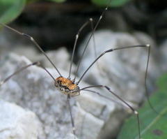 Leiobunum limbatum