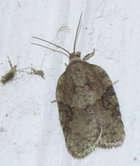 Acleris chalybeana