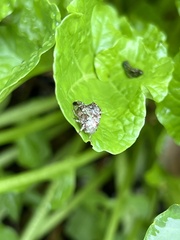 Choreutis pariana