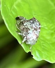 Choreutis pariana