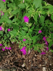 Mirabilis viscosa