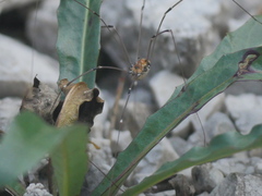 Leiobunum limbatum