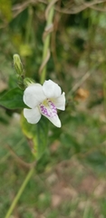 Asystasia intrusa
