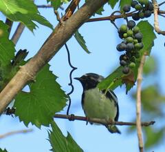 Setophaga caerulescens
