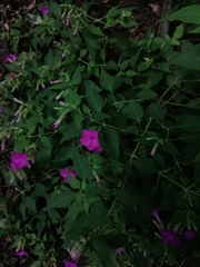 Mirabilis viscosa