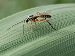 Ichneumonina