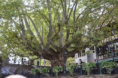 Platanus